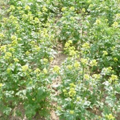 Spring mustard 